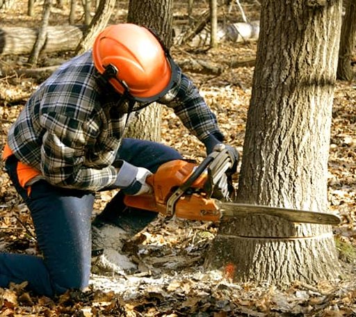 Tree Removal in Pickens, MS